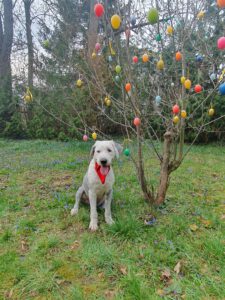 IBH Ihr Bad und Heizungsspezialist in Gotha wünscht Frohe Ostern
